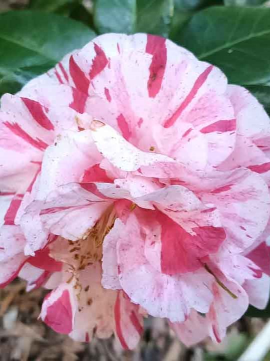 Camelias - Vergelegen Wine Estate